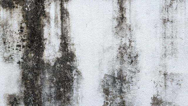 How to Effectively Prevent and Manage Mold Growth in Homes