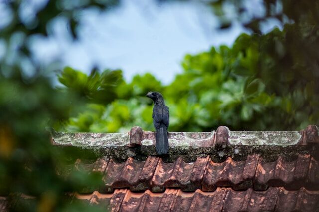 How to Extend the Lifespan of Your Roof: Tips and Tricks for Every Homeowner